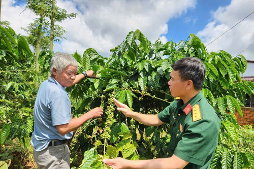 'Cà phê lính' trên miền đất đỏ bazan
