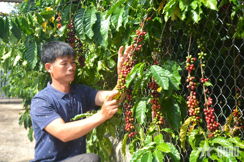Công bố chỉ dẫn địa lý 'Lâm Đồng' cho sản phẩm cà phê