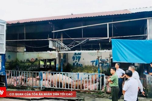 Đồng Nai: Phạt hành chính chủ 'vỗ béo' heo bằng chất cấm