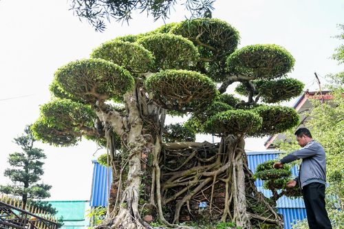 Cặp 'siêu cây' được trả giá ngang siêu xe, chủ nhân vẫn từ chối