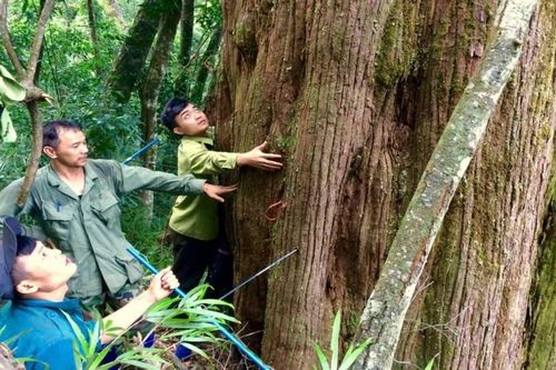 Những điều kỳ thú ở đại ngàn Vũ Quang