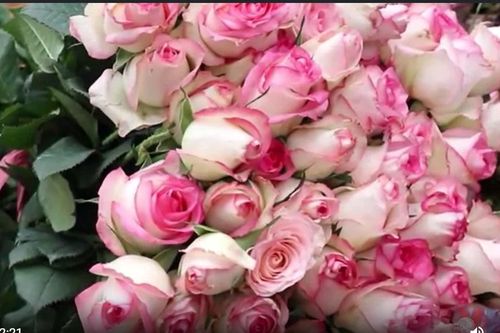 Đồng bào K'Ho thoát nghèo nhờ trồng hoa hồng công nghệ cao