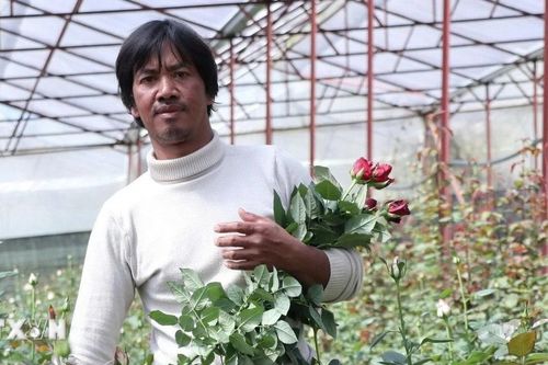 Lâm Đồng: Mô hình trồng hoa hồng công nghệ cao giúp đồng bào K'Ho thoát nghèo