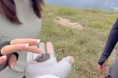 Người đàn ông nhặt sinh vật nhỏ màu xanh lên rồi để bạn bè vuốt ve, dân mạng rùng mình khi biết đó là loài cực độc