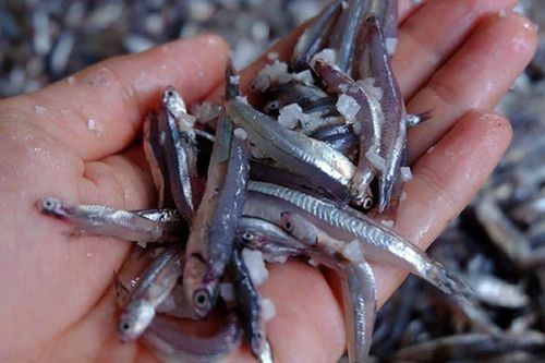 Loại cá biển bé tí là đặc sản miền Trung, mỗi năm chỉ có 1 mùa như 'lộc trời' được tranh nhau mua