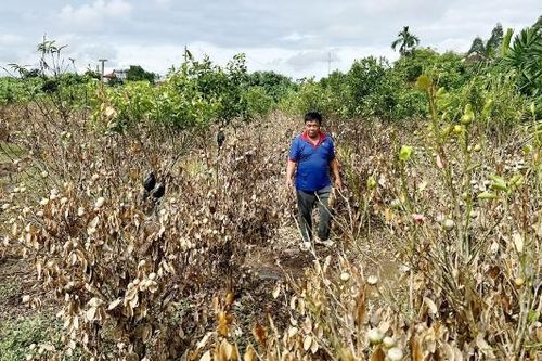 Khẩn trương chăm sóc cây ăn quả sau lũ