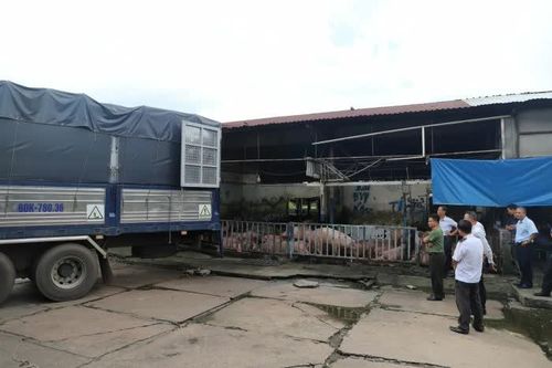 Tiêu hủy 89 con heo dương tính với chất tạo nạc