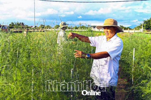 Người Chăm phủ xanh vùng đất cát bay Tuấn Tú