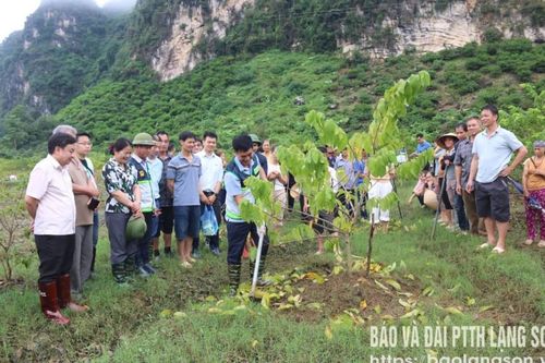 Khuyến nông quốc gia hỗ trợ người dân phục hồi sản xuất