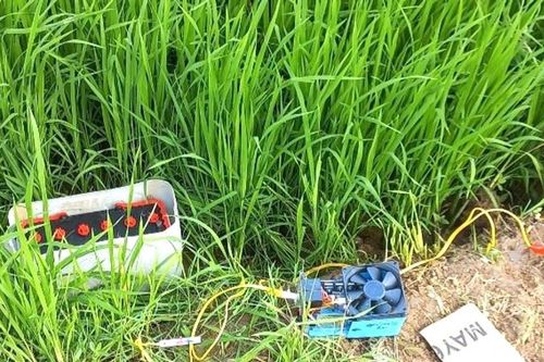 Hiểm họa khôn lường khi dùng điện bẫy chuột