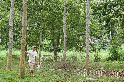 Trăn trở giữ 'cây lộc' Mường Be