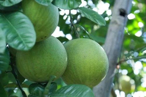 Bưởi Đại Minh tìm lại chỗ đứng từ mô hình canh tác hữu cơ
