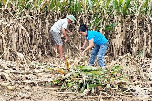 Khôi phục sản xuất, không để ruộng đồng bỏ hoang