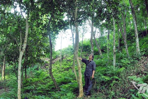 Rừng chè kể chuyện trăm năm