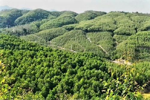 Thanh Hóa chuyển mục đích 3,35 ha rừng sang thực hiện nhà máy sản xuất viên nén