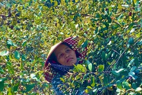 Kinh nghiệm hay - Cách làm tốt:Mở lối thoát nghèo từ những giống cây trồng, vật nuôi mới