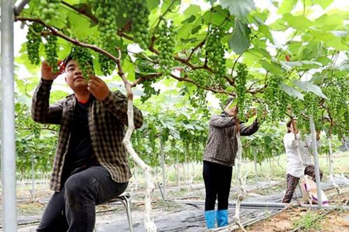 Chuyển đổi cây trồng giá trị cao - xu hướng tất yếu nâng cao hiệu quả kinh tế