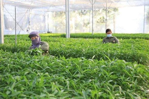 Vì sao chưa đến 1% diện tích rau đạt chuẩn VietGAP?