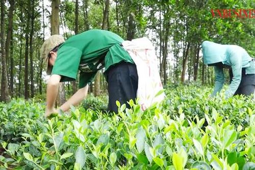 'Đòn bẩy' giúp nông dân Tuyên Quang thoát nghèo bền vững