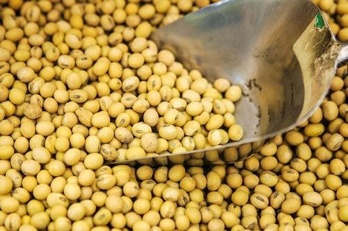 Mỹ cảnh báo trả đũa Trung Quốc vì ngừng mua đậu tương