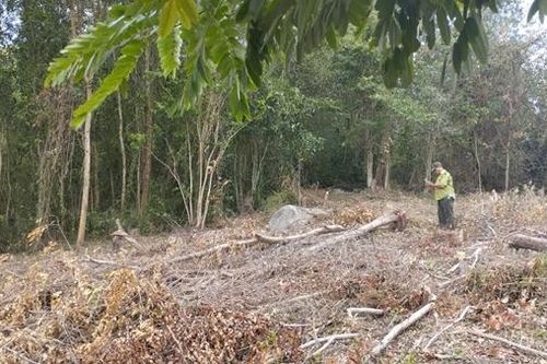 Ngăn chặn, xử lý nạn phá rừng, lấn chiếm đất làm nương rẫy ở Sơn Hòa