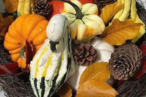 Nhiều người chi tiền triệu săn bí ngô 'độc lạ' về chơi Halloween