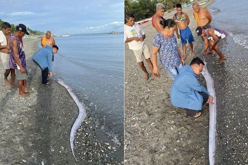 Cá tận thế dạt vào bờ biển Philippines, gây lo sợ về 'điềm báo' động đất mạnh