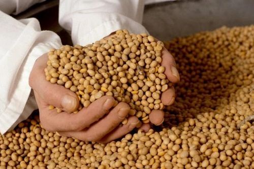 Đậu nành Mỹ vào Việt Nam tăng vọt