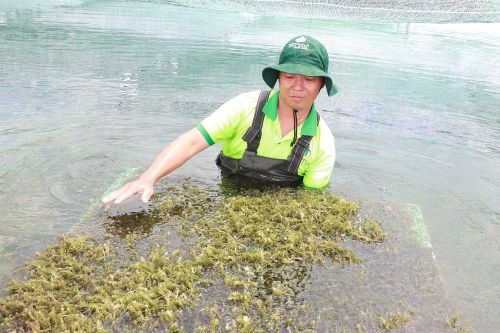 Khánh Hòa: Liên kết trồng rong nho theo hướng bền vững