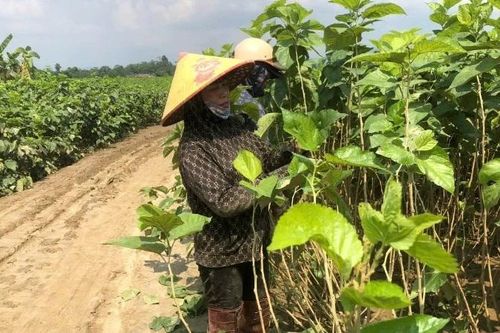 Tập trung khôi phục sản xuất nông nghiệp