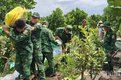 Triều cường uy hiếp vườn cây ăn trái đặc sản