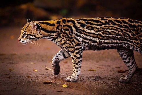 Loài mèo hoang dã đẹp nhất thế giới, bộ lông như tranh trừu tượng