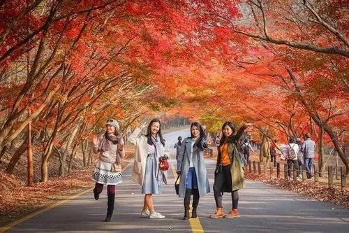Du lịch Hàn Quốc mùa lá đỏ, chọn tour nào lịch trình 'chuẩn đẹp'?