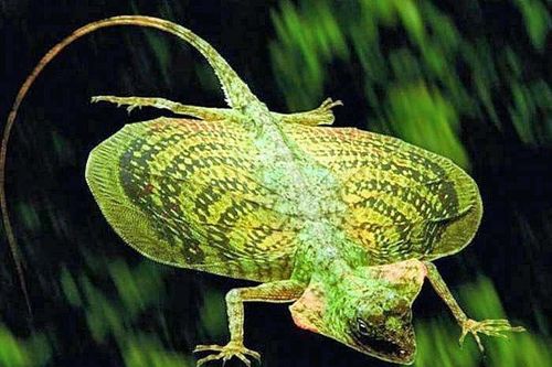 Sự thật thú vị về loài thằn lằn bay có nhiều ở Việt Nam