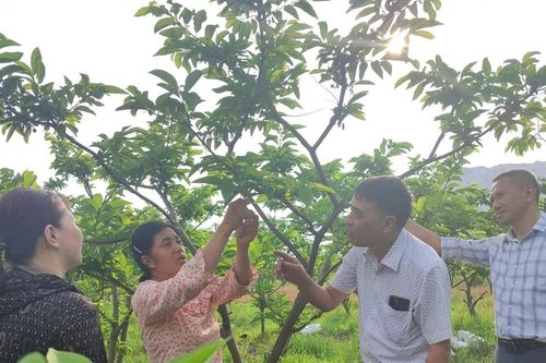 Thoát nghèo nhờ trồng cây na trên núi đá