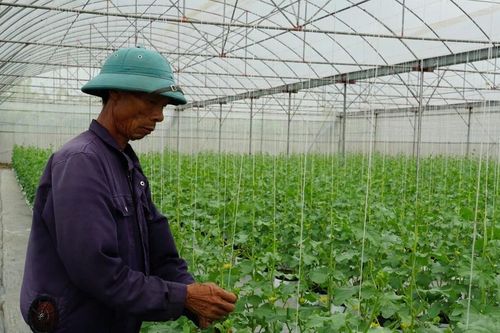 Vươn lên làm giàu nhờ chuyển đổi số trong sản xuất nông nghiệp