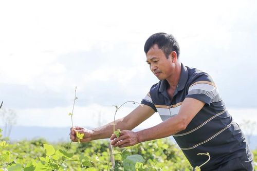 Trồng cây ví như 'vàng trắng', nông dân dưới chân núi Đại Huệ có của để dành