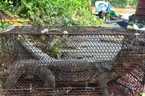 Làm vườn thấy kỳ đà quý hiếm nên bắt giao công an