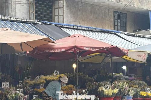 'Vựa hoa tươi' lớn nhất TPHCM trước thềm 20/10