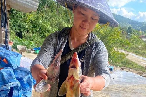 Lũ ống ở Quảng Ngãi làm chết 45 tấn cá tầm, thiệt hại gần 8 tỷ đồng