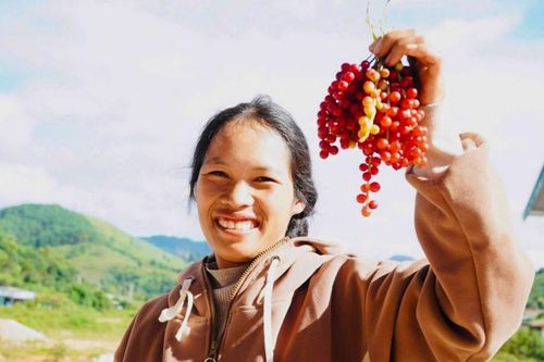 'Hạt ngọc trời' giúp người dân kiếm tiền triệu ở phía Tây Quảng Ngãi