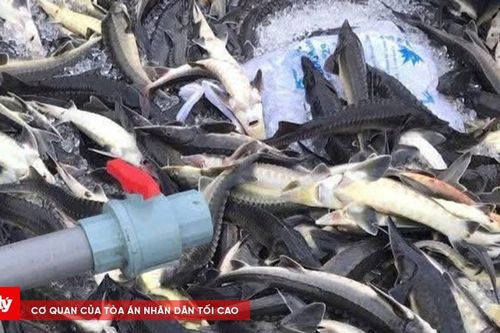 Mưa lớn khiến 45 tấn cá tầm chết, thiệt hại hàng tỉ đồng