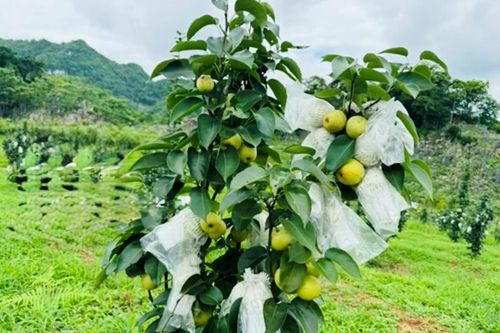 Yên Sơn, Sơn La bứt phá phát triển nông, lâm nghiệp bền vững gắn với bảo vệ rừng
