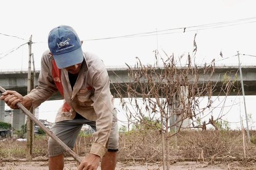 Sau cơn lũ, người dân Nhật Tân nỗ lực 'hồi sinh' vườn đào mong kịp đón Tết