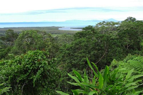 Khi 'lá phổi' Trái Đất thành nguồn phát thải carbon