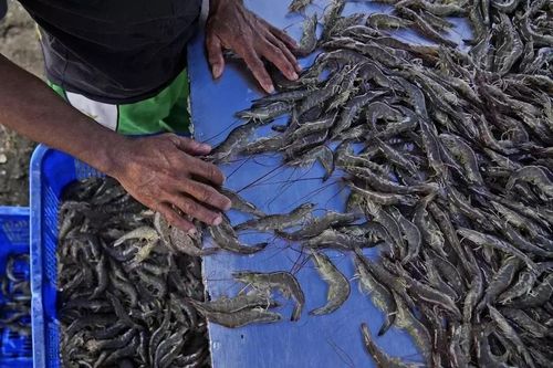 Nhật Bản đề nghị kiểm tra thực phẩm của Indonesia về nguy cơ nhiễm phóng xạ