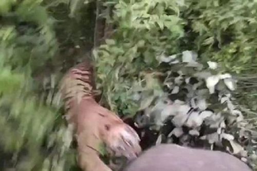 Hổ dữ lao ra khỏi bụi rậm, tấn công người quản tượng