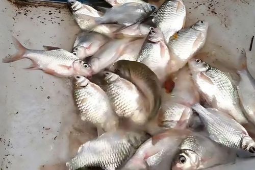 Loại cá đồng bị chê nhiều xương nay là đặc sản miền Tây, có tiền chưa chắc ăn được vì lý do đặc biệt