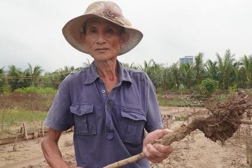 Thiệt hại nặng nề vì bão lũ, nhiều chủ vườn ở Nhật Tân bỏ đào trồng hoa ngắn ngày