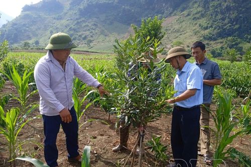 Đẩy mạnh liên kết vùng tạo đà phát triển